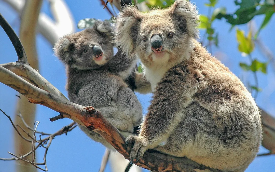 From Melbourne: Healesville Sanctuary & Phillip Island Guided Tour with Penguin Parade Image 3