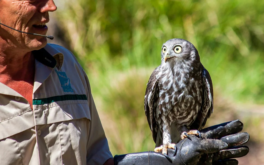 From Melbourne: Healesville Sanctuary & Phillip Island Guided Tour with Penguin Parade Image 4