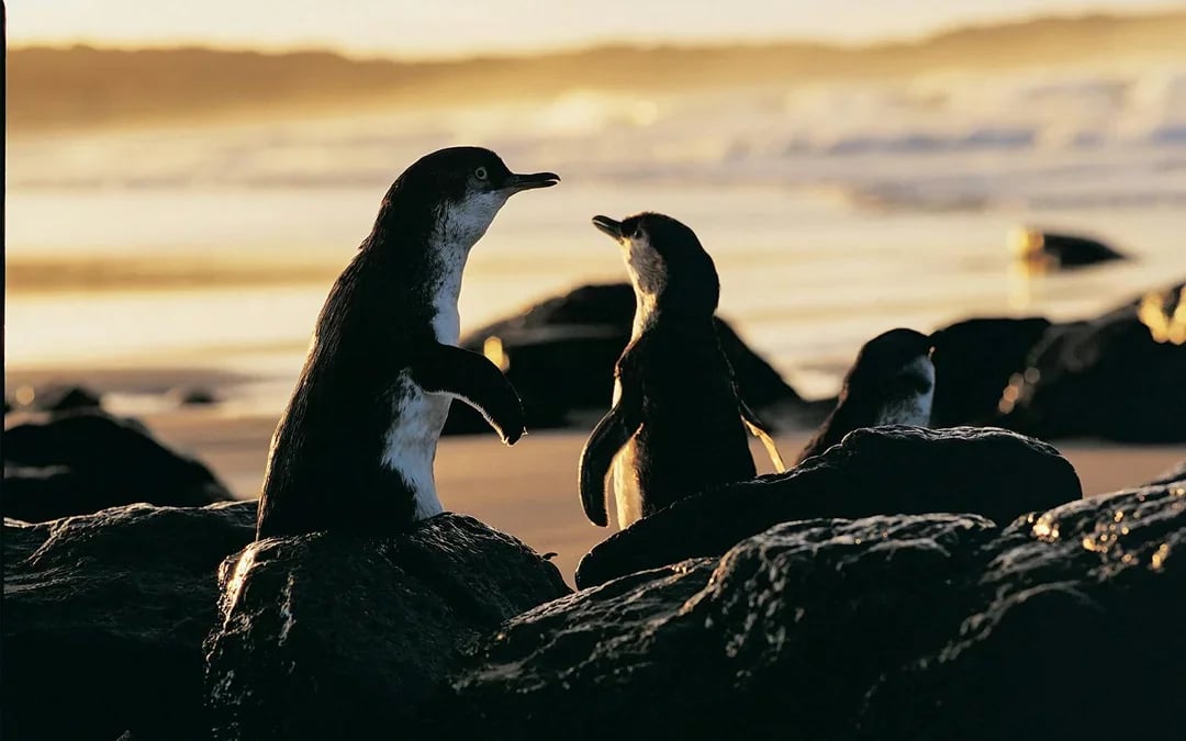From Melbourne: Healesville Sanctuary & Phillip Island Guided Tour with Penguin Parade Image 6