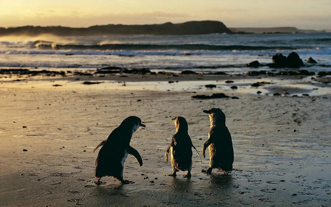 From Melbourne: Healesville Sanctuary & Phillip Island Guided Tour with Penguin Parade Image 7