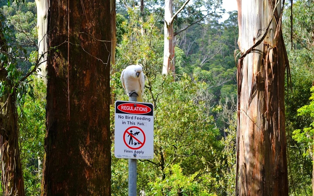 From Melbourne: Mt Dandenong Small-Group Tour Image 2