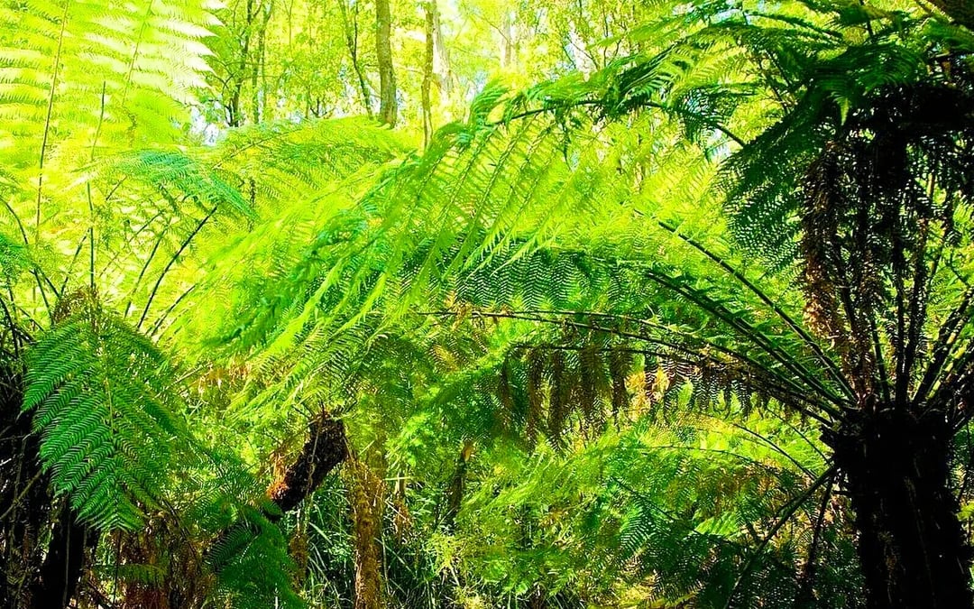 From Melbourne: Mt Dandenong Small-Group Tour Image 6