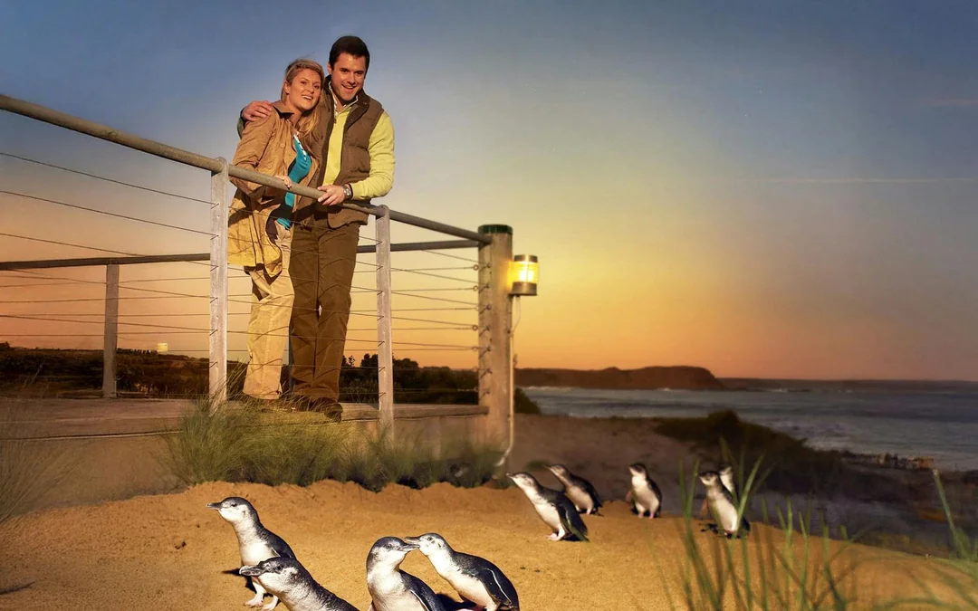 From Melbourne: Phillip Island Penguin Parade Afternoon Guided Tour Image 1