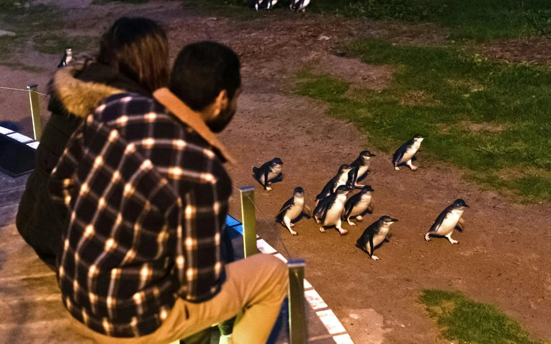 From Melbourne: Phillip Island Penguin Parade Afternoon Guided Tour Image 2