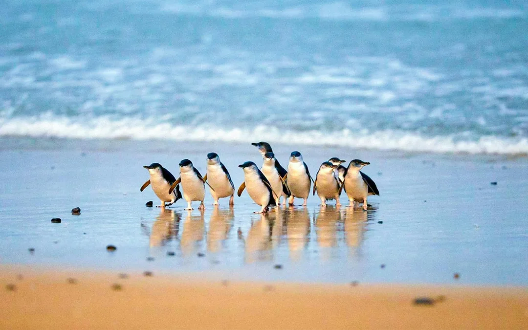 From Melbourne: Phillip Island Penguin Parade Afternoon Guided Tour Image 12