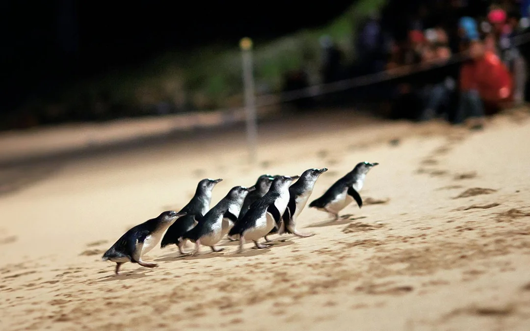 From Melbourne: Phillip Island Penguin Parade Afternoon Guided Tour Image 4