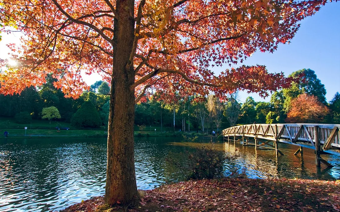 From Melbourne: Puffing Billy & Healesville Sanctuary Scenic Tour with Transfers Image 2