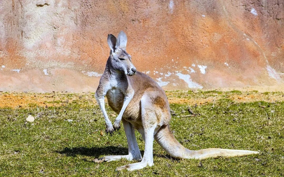 From Melbourne: Puffing Billy & Healesville Sanctuary Scenic Tour with Transfers Image 8