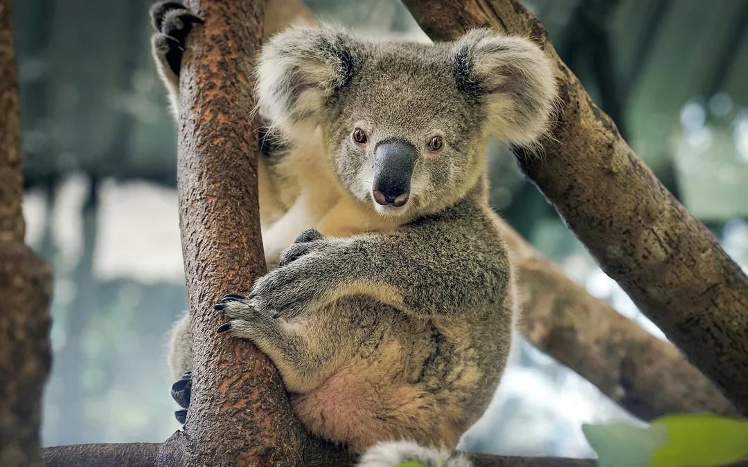 From Melbourne: Puffing Billy & Healesville Sanctuary Scenic Tour with Transfers Image 10