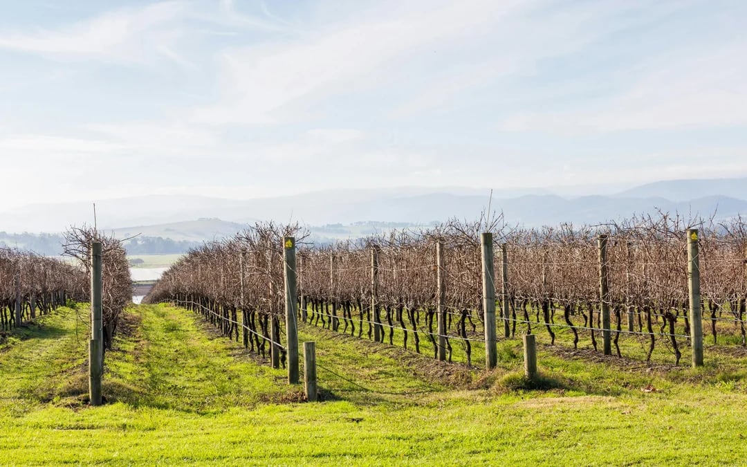 From Melbourne: Yarra Valley Half-Day Wine Tour with Tastings at Two Premium Wineries Image 1