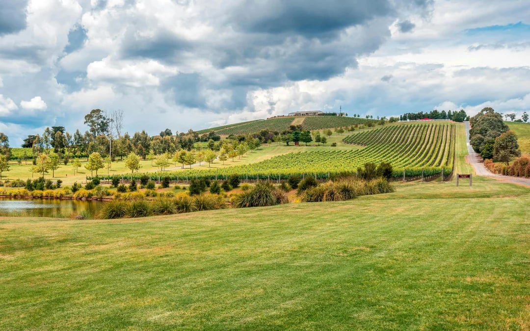 From Melbourne: Yarra Valley Half-Day Wine Tour with Tastings at Two Premium Wineries Image 3