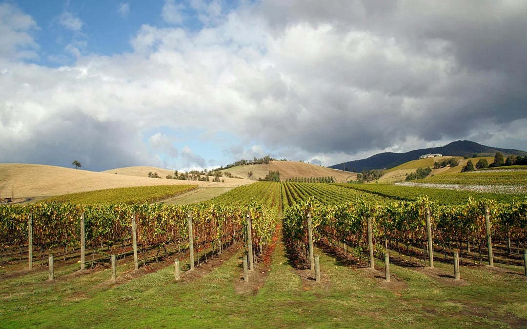 From Melbourne: Yarra Valley Half-Day Wine Tour with Tastings at Two Premium Wineries Image 6