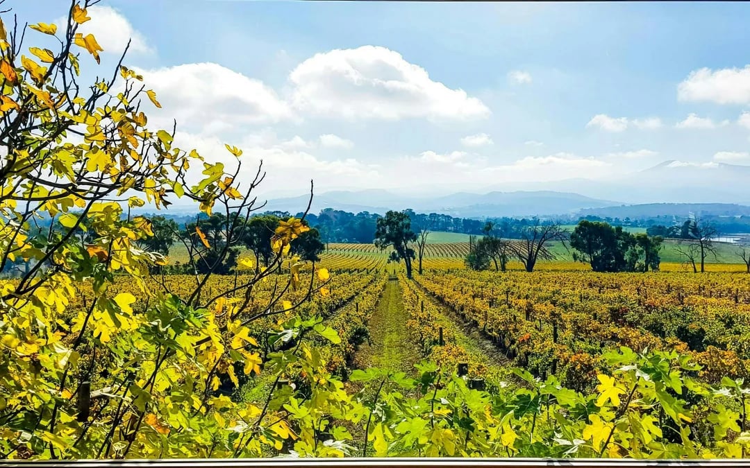 From Melbourne: Yarra Valley Half-Day Wine Tour with Tastings at Two Premium Wineries Image 9