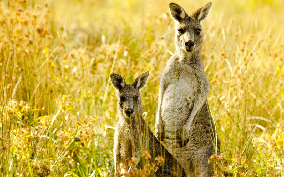 From Melbourne: Yarra Valley Small Group Tour with Chandon stop, Kangaroo Spotting at Sunset & Food Tasting Image 3