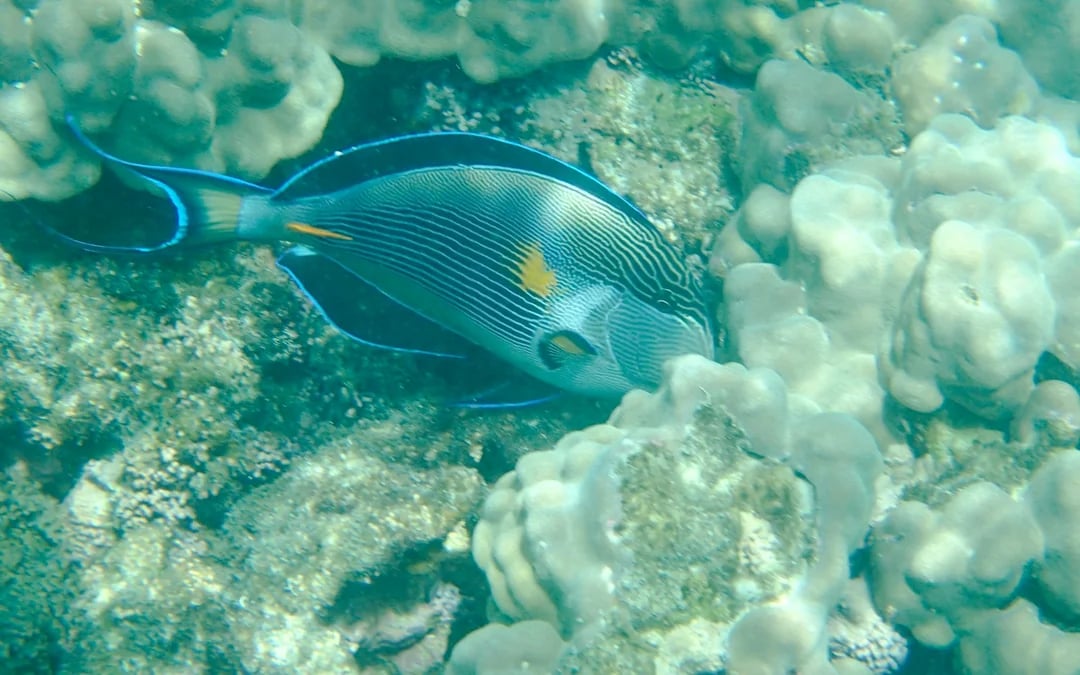 From Muscat: Daymaniyat Islands Snorkeling Tour Image 1