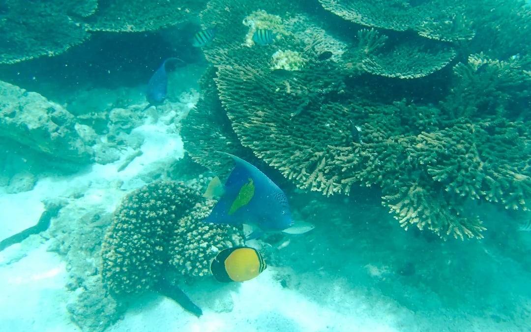 From Muscat: Daymaniyat Islands Snorkeling Tour Image 2