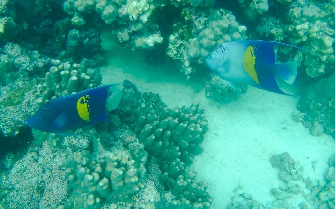 From Muscat: Daymaniyat Islands Snorkeling Tour Image 6