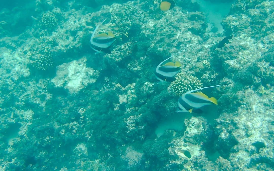 From Muscat: Daymaniyat Islands Snorkeling Tour Image 7