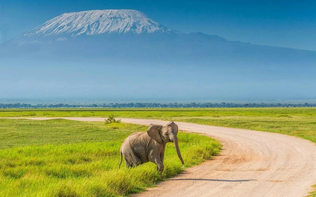 From Nairobi: 2-Day Amboseli Express Safari Image 3