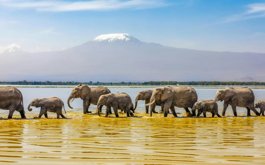 From Nairobi: 2-Day Amboseli Express Safari Image 5