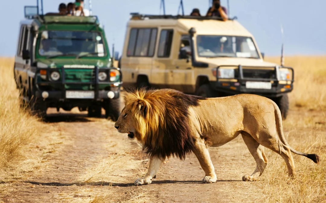 From Nairobi: 2-Day Amboseli Express Safari Image 8
