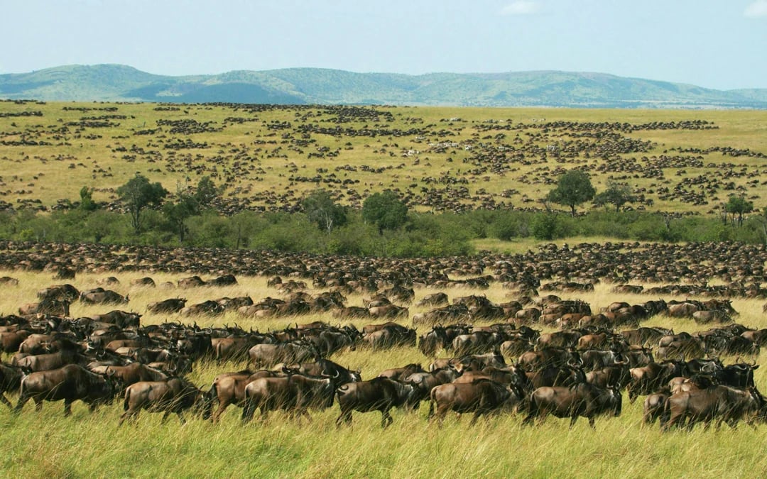From Nairobi: 3-Day Amboseli Budget Camping Safari Image 3