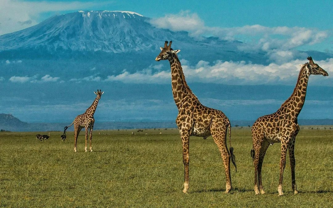 From Nairobi: 4-Day Amboseli & Tsavo Lodge Safari Image 3