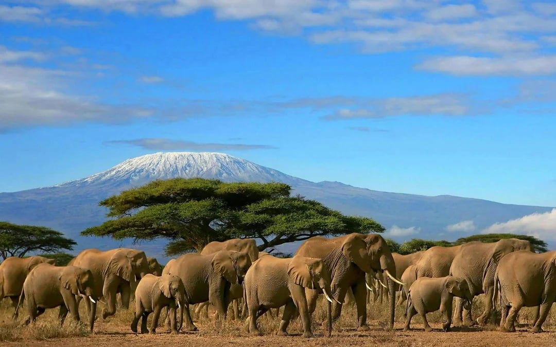 From Nairobi: 4-Day Amboseli & Tsavo Lodge Safari Image 5