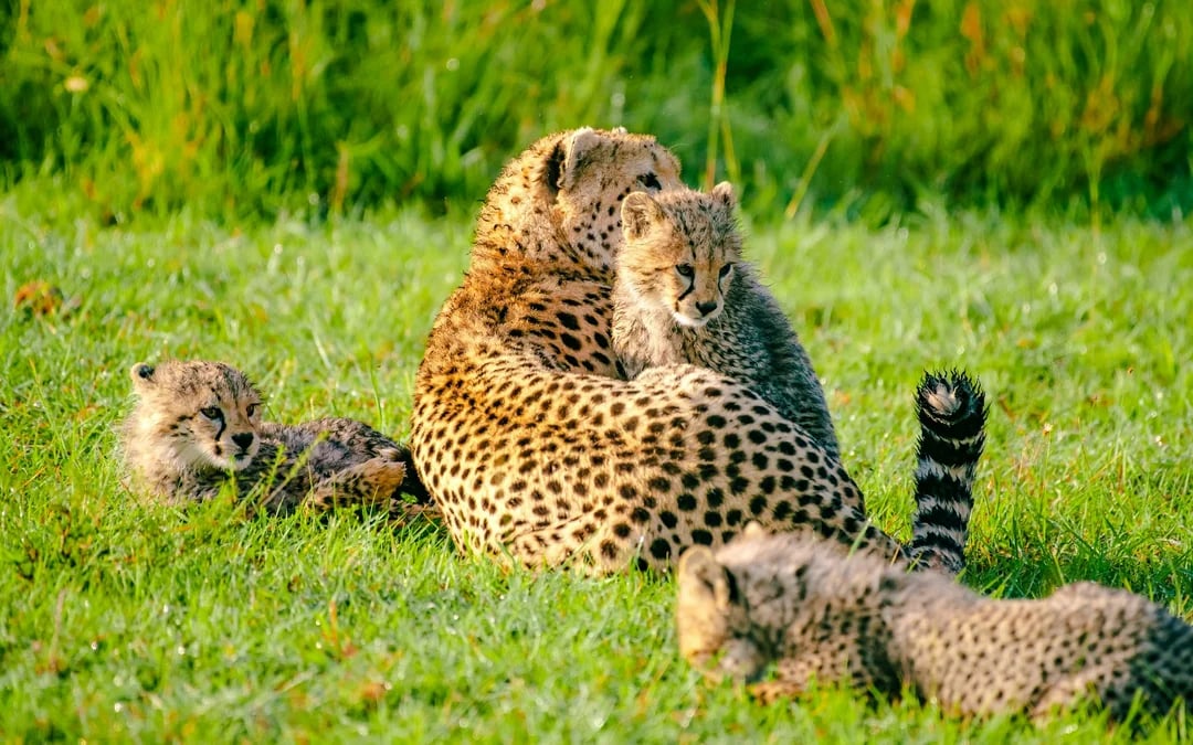 From Nairobi: 7-Day Masai Mara & Lake Nakuru Safari Image 2