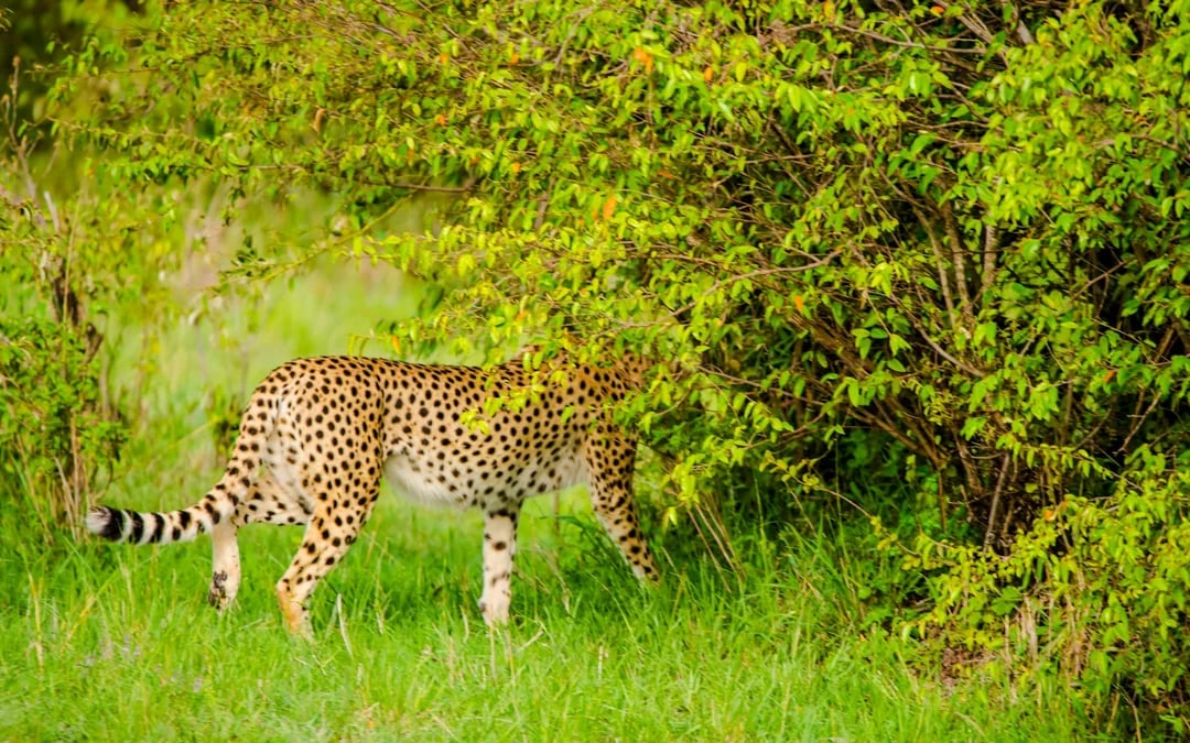 From Nairobi: 7-Day Masai Mara & Lake Nakuru Safari Image 4