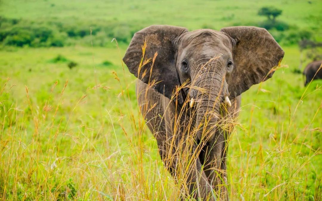 From Nairobi: 7-Day Masai Mara & Lake Nakuru Safari Image 5