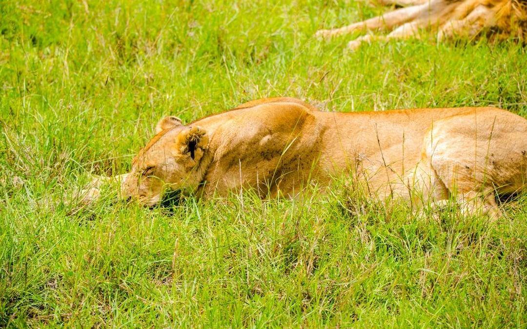 From Nairobi: 7-Day Masai Mara & Lake Nakuru Safari Image 6