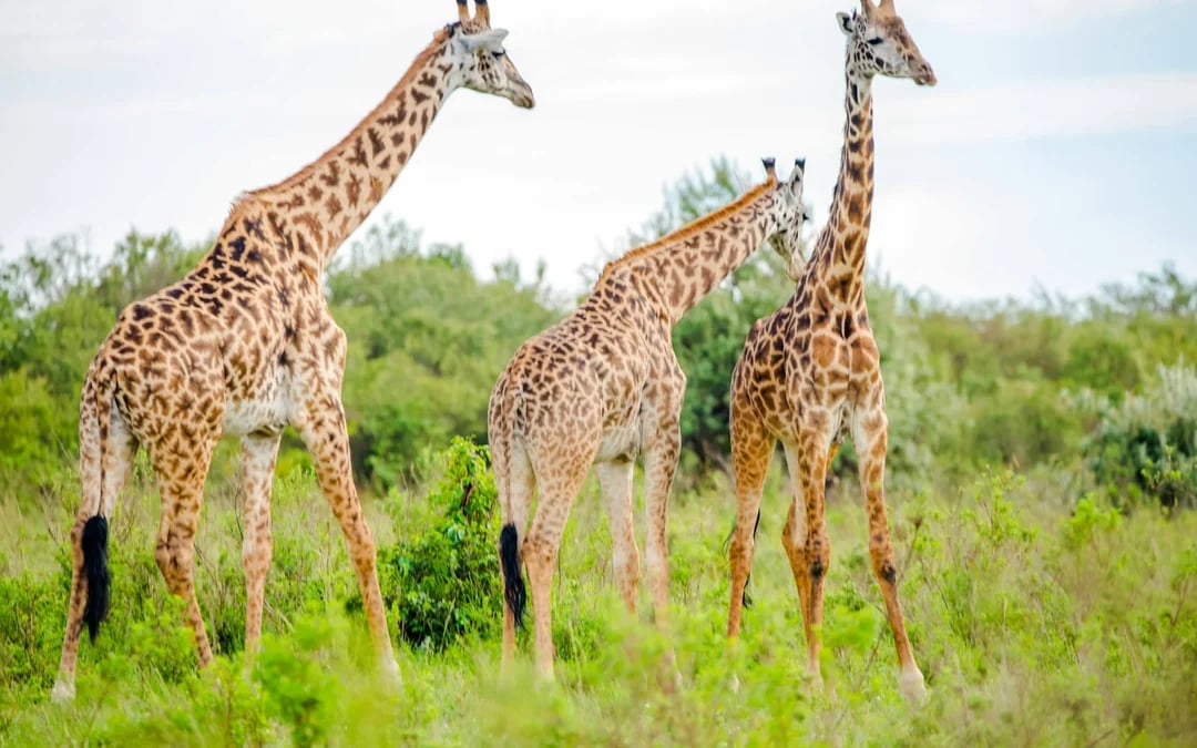 From Nairobi: 7-Day Masai Mara & Lake Nakuru Safari Image 7