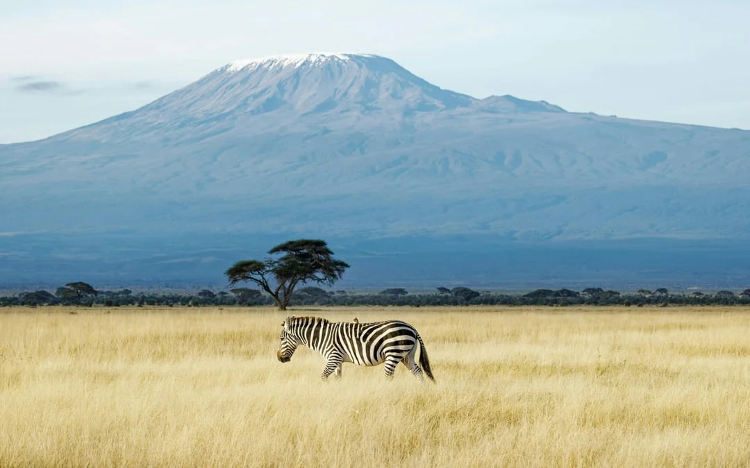From Nairobi: Amboseli Day Safari with Kilimanjaro Views & Maasai Village Visit Image 1
