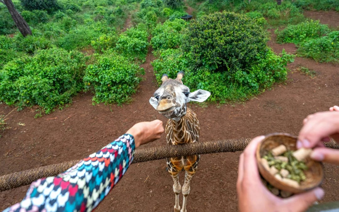From Nairobi: Giraffe Centre & Karen Blixen Museum & Kazuri Beads Day Tour Image 1