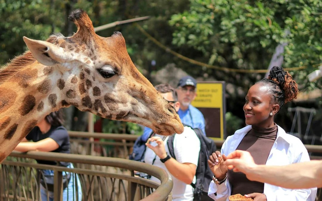 From Nairobi: Giraffe Centre & Karen Blixen Museum & Kazuri Beads Day Tour Image 2