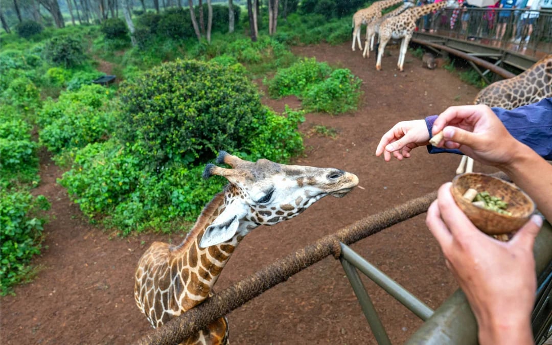 From Nairobi: Giraffe Centre & Karen Blixen Museum & Kazuri Beads Day Tour Image 3