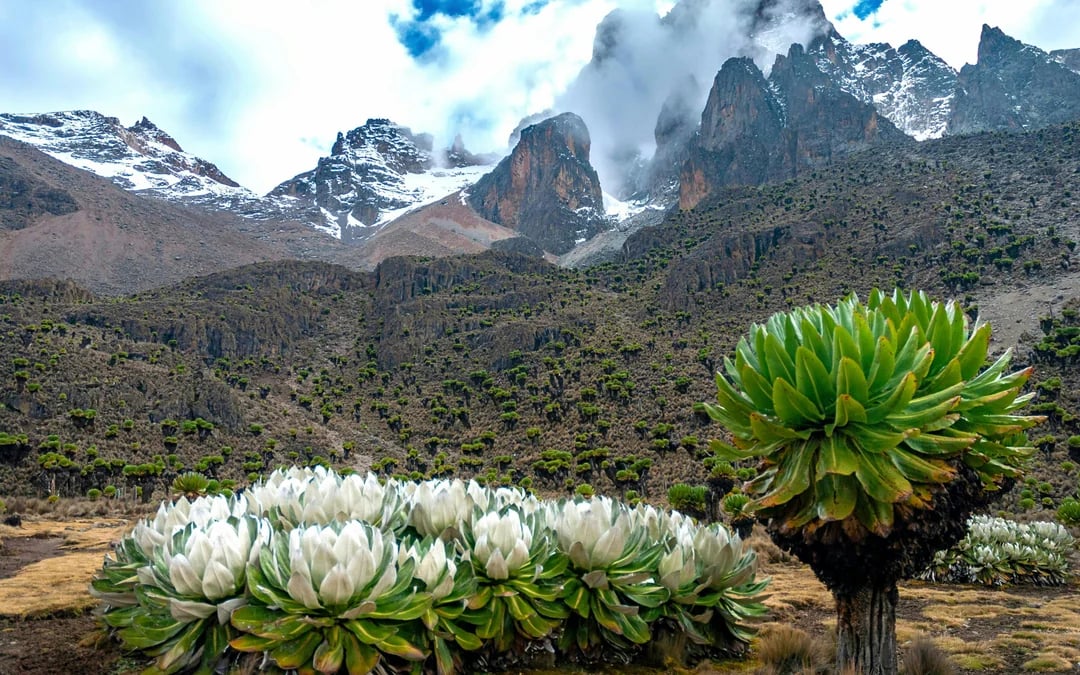 From Nairobi: Mount Kenya Day Hike to Old Moses Camp Image 4