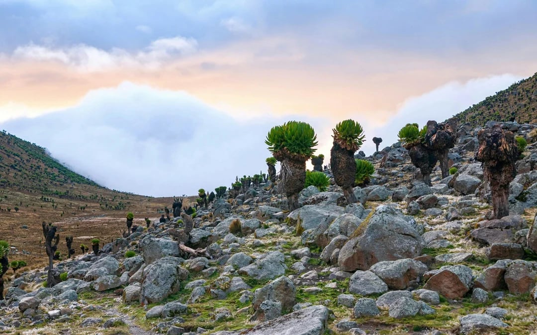 From Nairobi: Mount Kenya Day Hike to Old Moses Camp Image 5