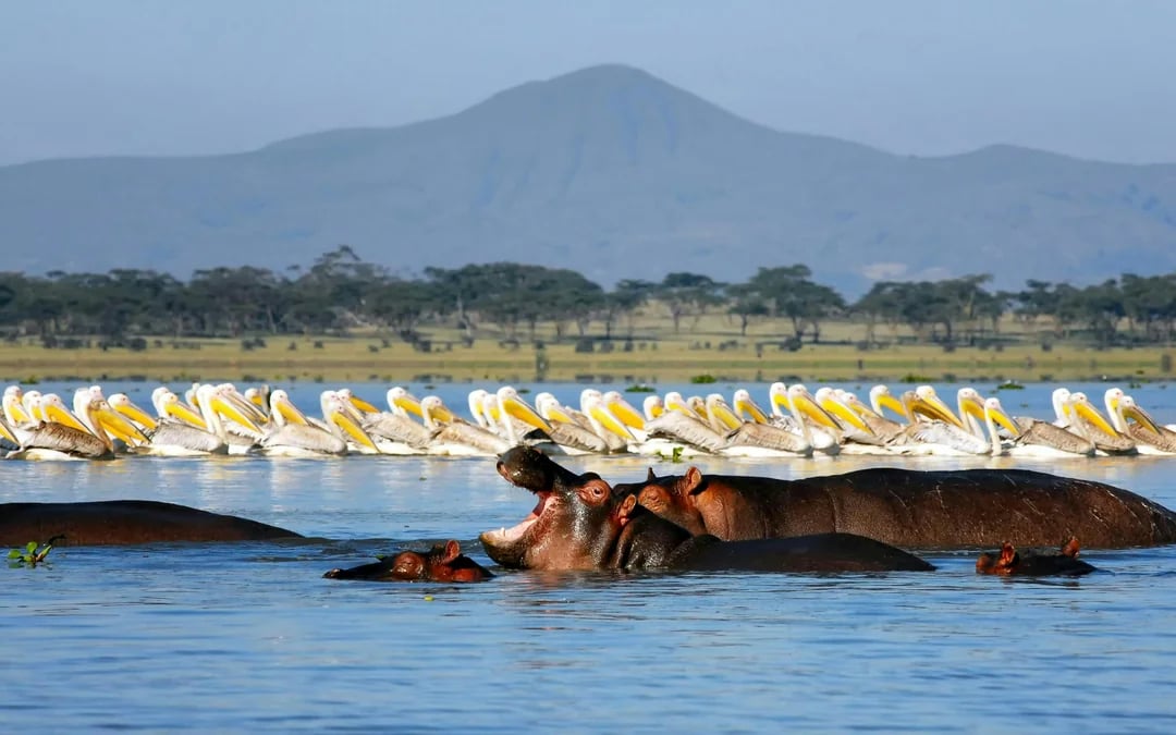 From Nairobi: Mount Longonot Day Tour with Crater Hike & Lake Naivasha Boat Ride Image 5