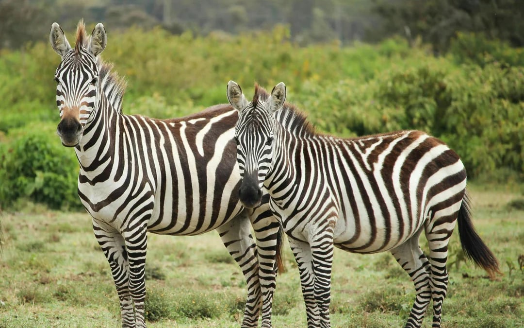 From Nairobi: Mount Longonot Day Tour with Crater Hike & Lake Naivasha Boat Ride Image 8