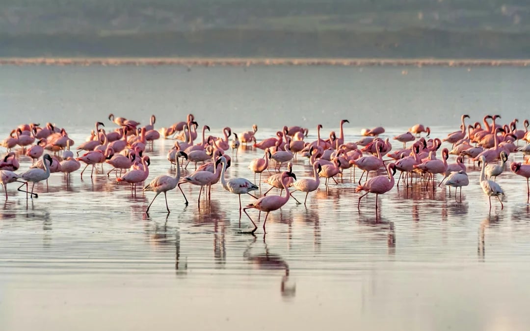 From Nairobi: Mount Longonot Day Tour with Crater Hike & Lake Naivasha Boat Ride Image 9