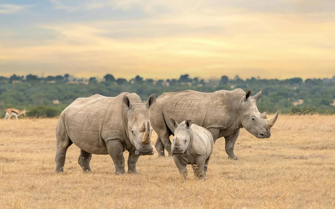 From Nairobi: Ol Pejeta Conservancy 4x4 Safari with Northern White Rhinos & Chimpanzees Image 1