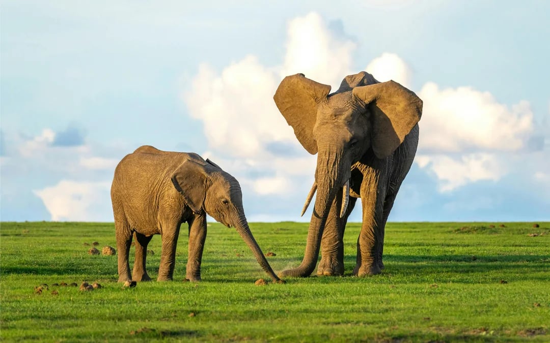 From Nairobi: Ol Pejeta Conservancy 4x4 Safari with Northern White Rhinos & Chimpanzees Image 2