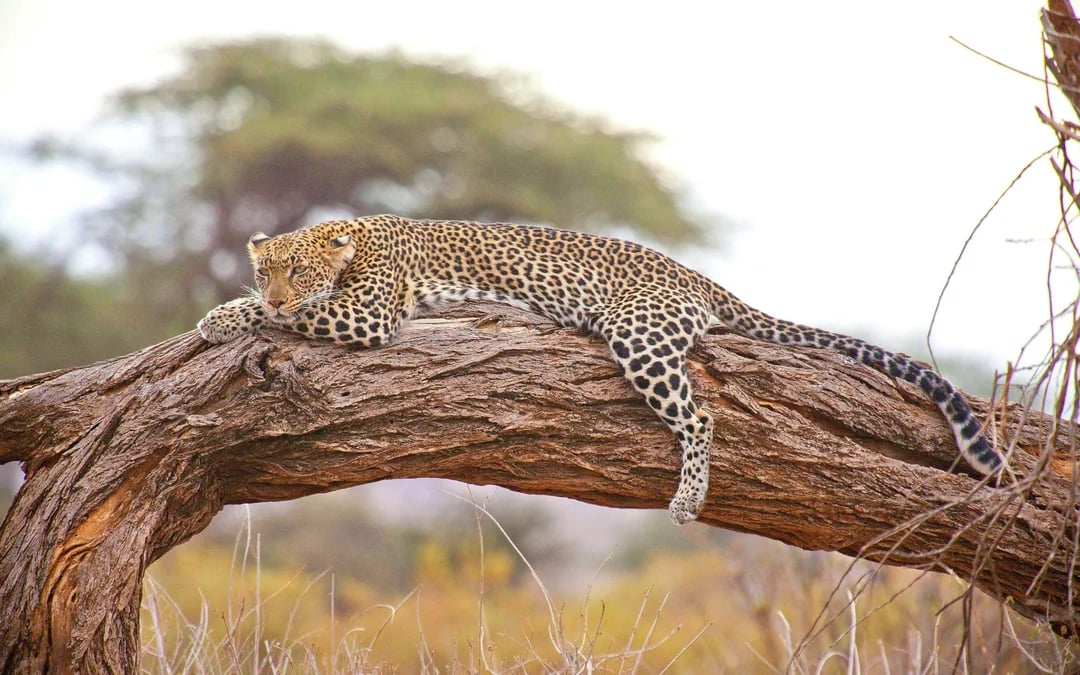 From Nairobi: Ol Pejeta Conservancy 4x4 Safari with Northern White Rhinos & Chimpanzees Image 3