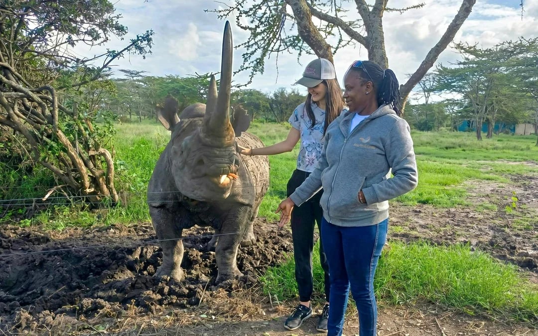 From Nairobi: Ol Pejeta Conservancy 4x4 Safari with Northern White Rhinos & Chimpanzees Image 6