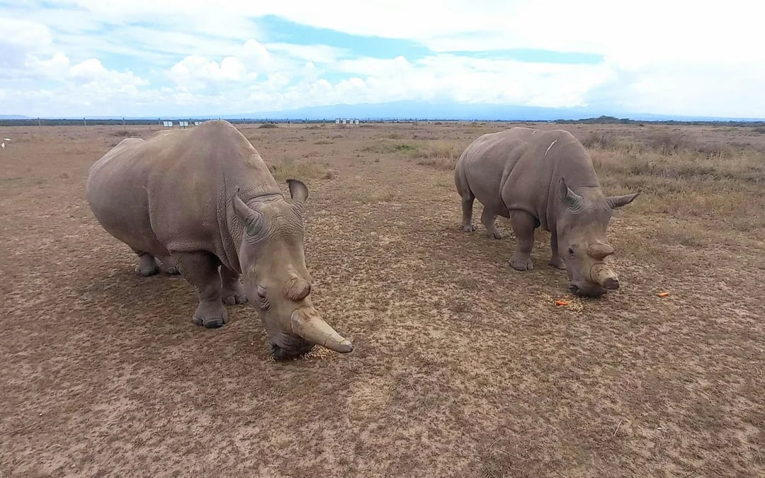 From Nairobi: Ol Pejeta Conservancy 4x4 Safari with Northern White Rhinos & Chimpanzees Image 7