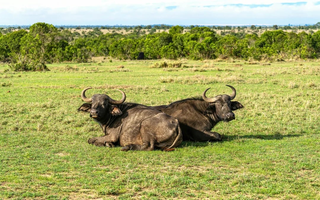 From Nairobi: Ol Pejeta Conservancy 4x4 Safari with Northern White Rhinos & Chimpanzees Image 8
