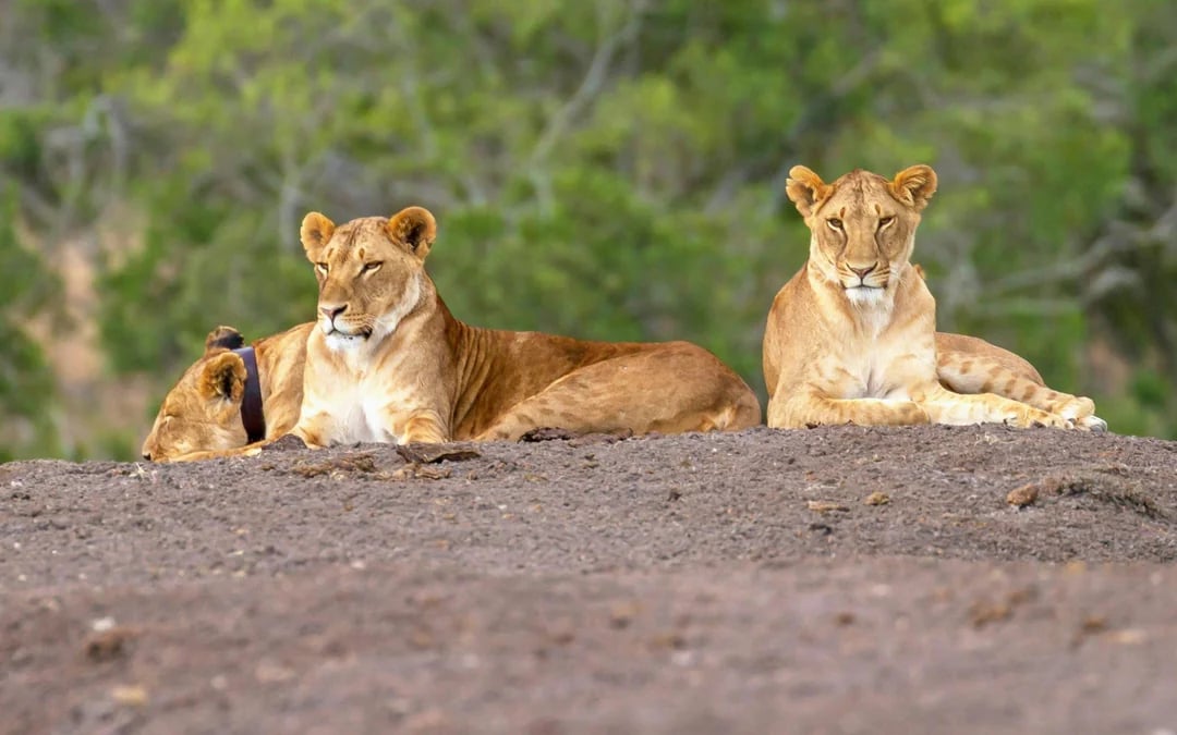 From Nairobi: Ol Pejeta Conservancy 4x4 Safari with Northern White Rhinos & Chimpanzees Image 9