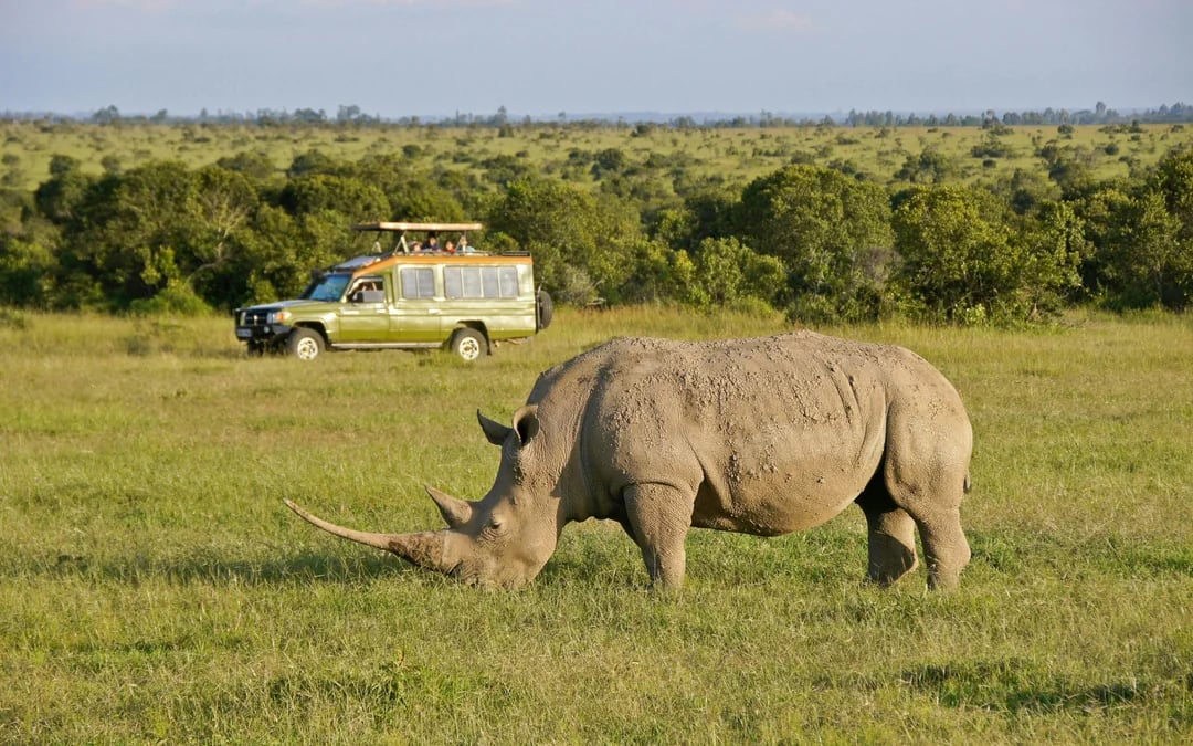 From Nairobi: Ol Pejeta Conservancy Safari Van Tour with Big Five & Chimpanzees Image 1